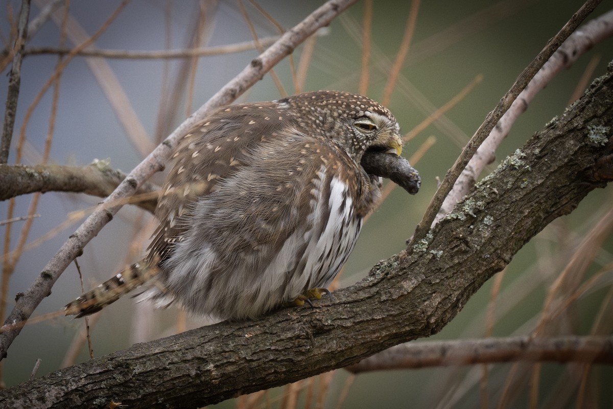 Northern Pygmy-Owl - ML626712612