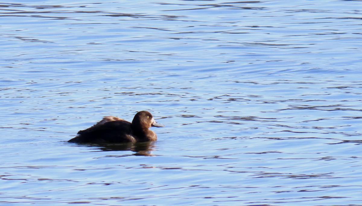 Greater Scaup - ML626712670