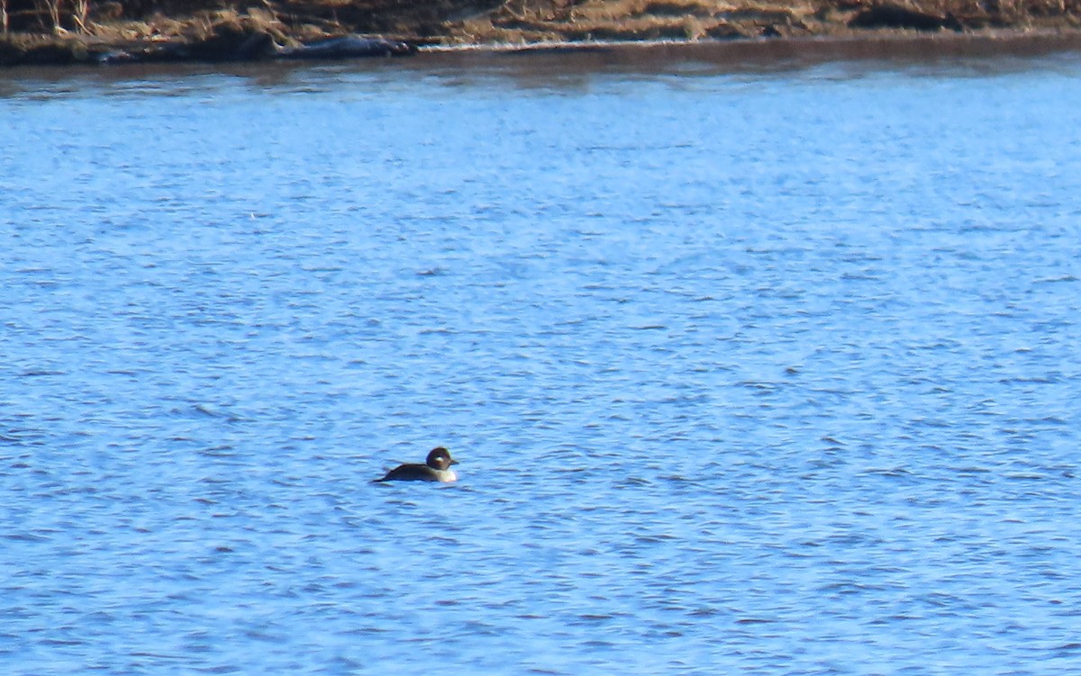 Bufflehead - ML626712682