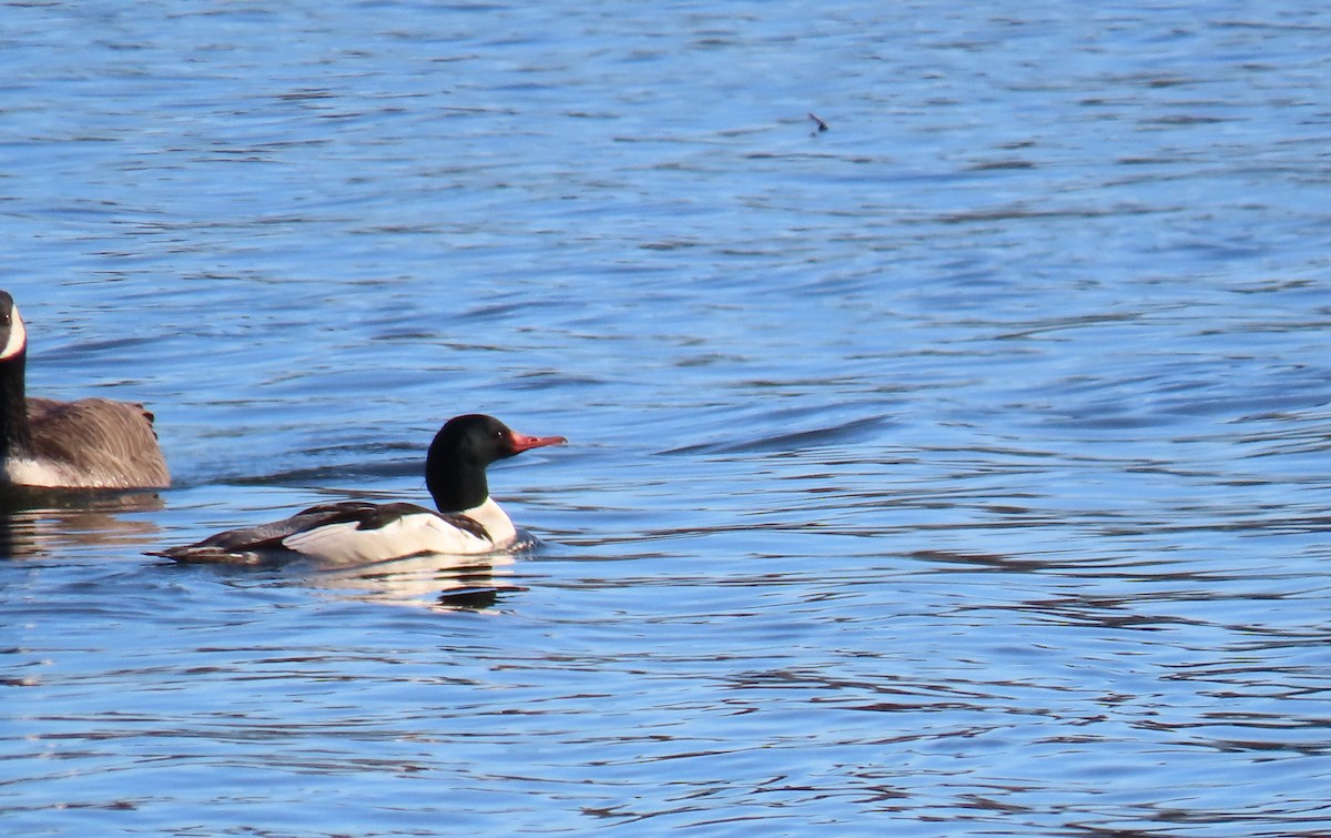 Common Merganser - ML626712693