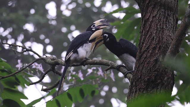 Oriental Pied-Hornbill - ML626712706