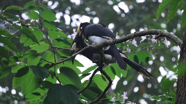 Oriental Pied-Hornbill - ML626712707