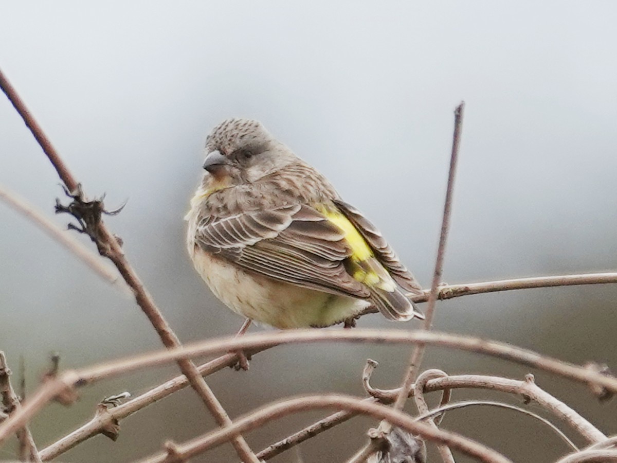 Lemon-breasted Seedeater - ML626712751