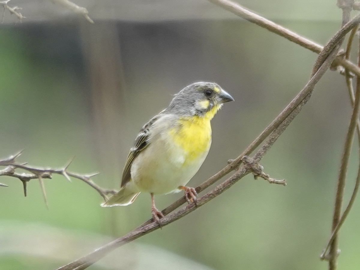 Lemon-breasted Seedeater - ML626712752