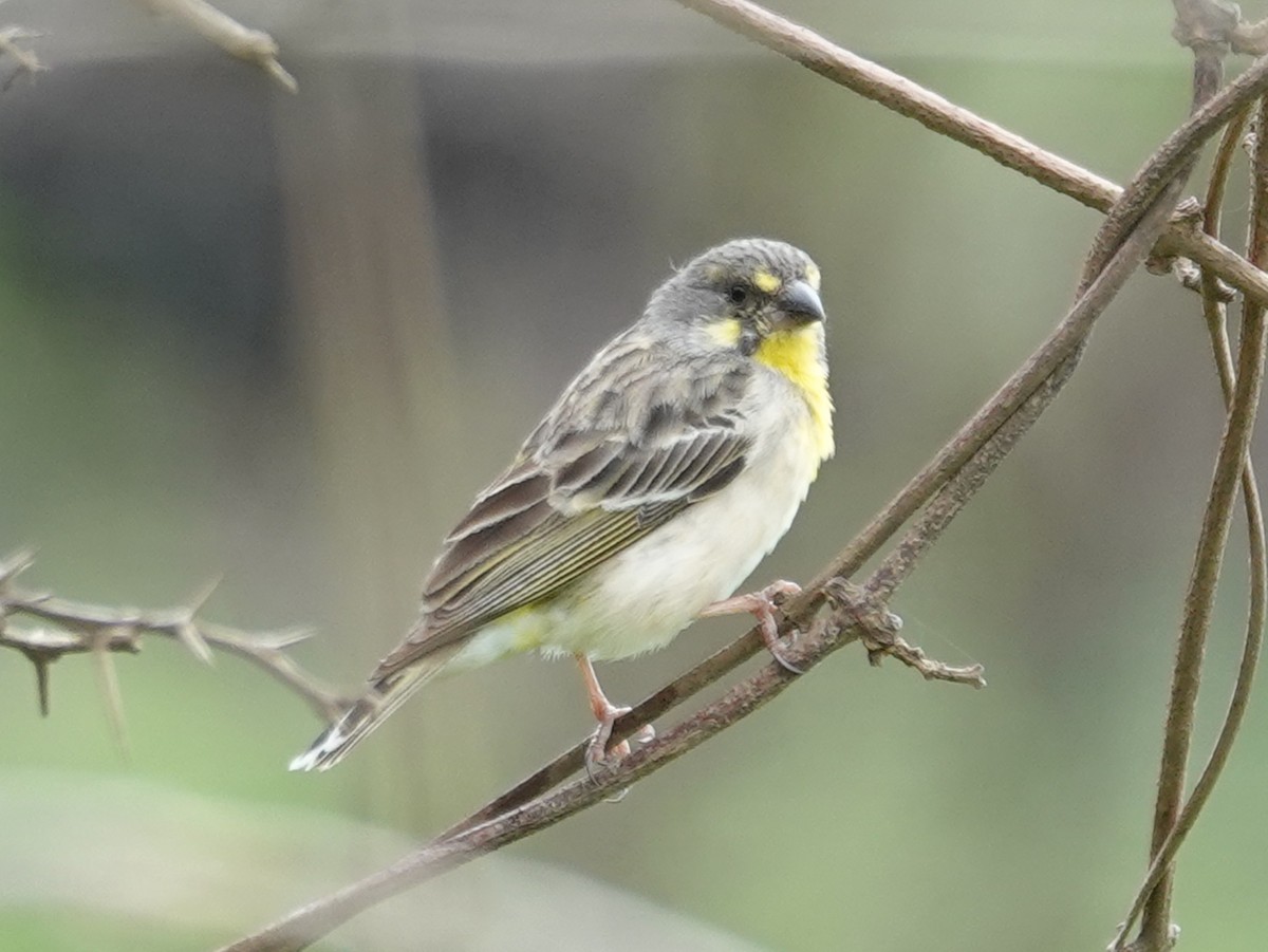 Lemon-breasted Seedeater - ML626712753