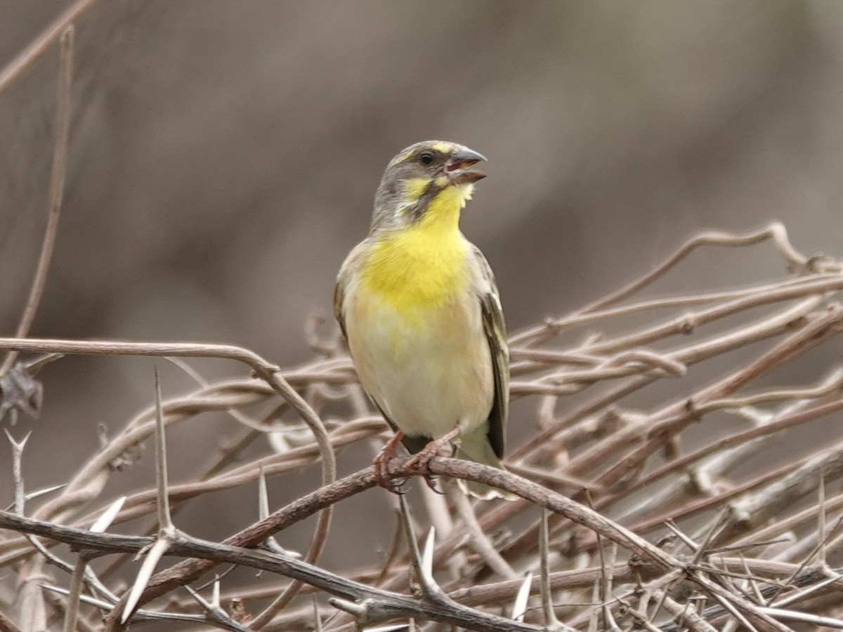 Lemon-breasted Seedeater - ML626712754