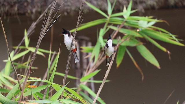 Red-whiskered Bulbul - ML626712800