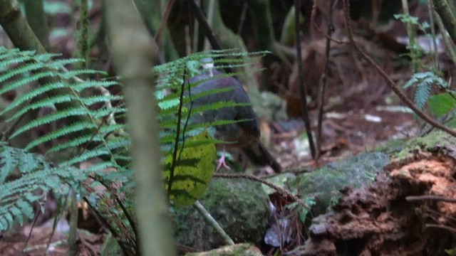 White-fronted Quail-Dove - ML626712865