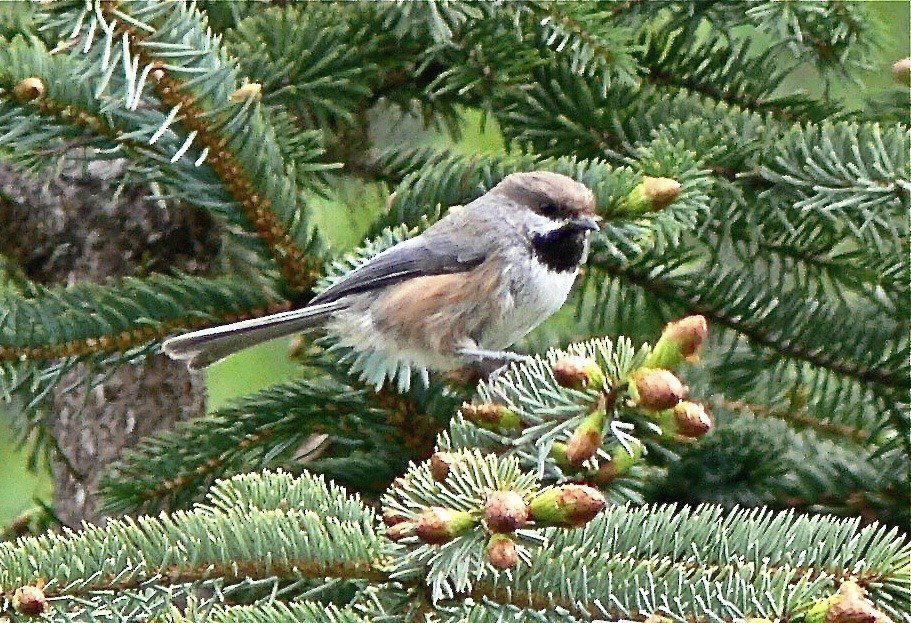 Boreal Chickadee - ML626712918