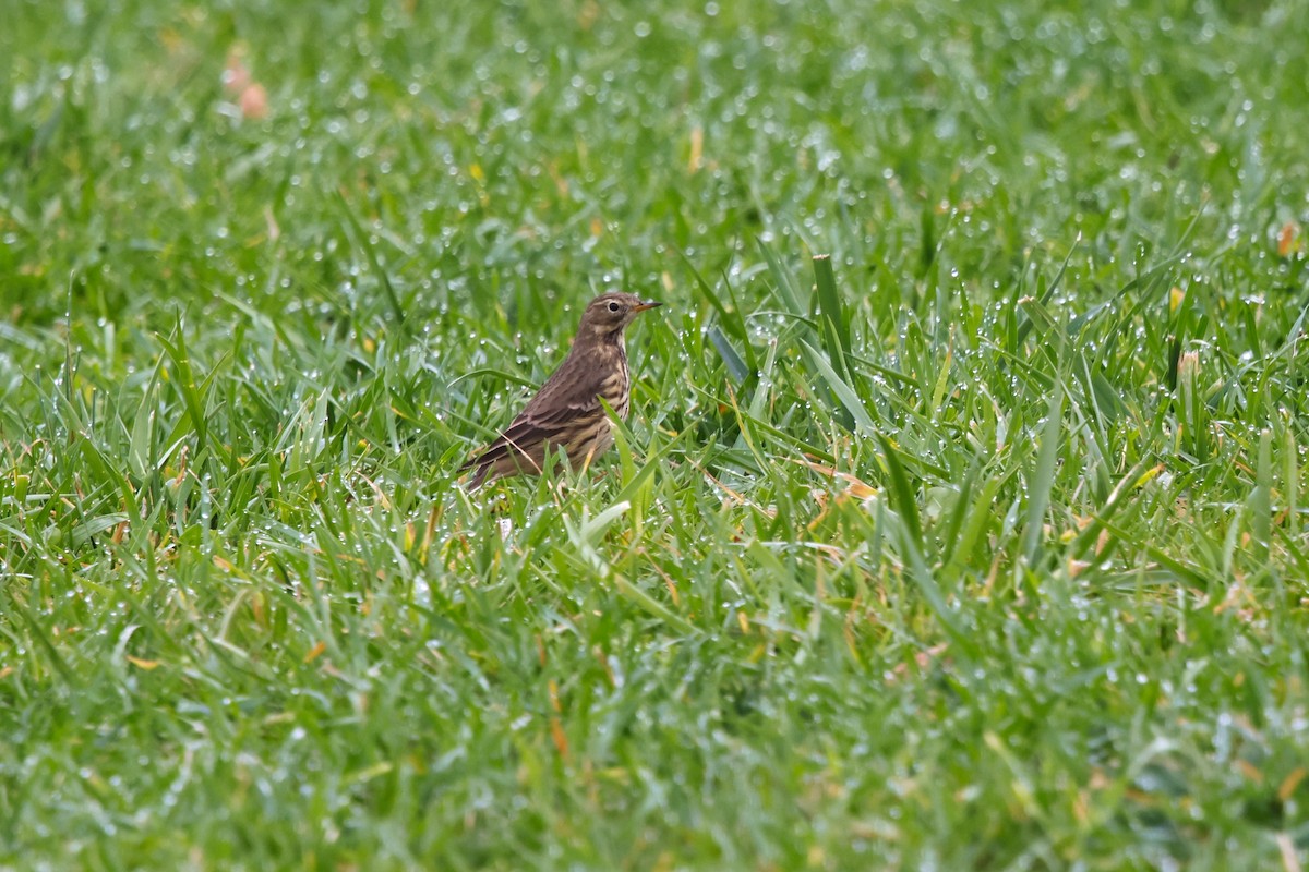 American Pipit - ML626712973