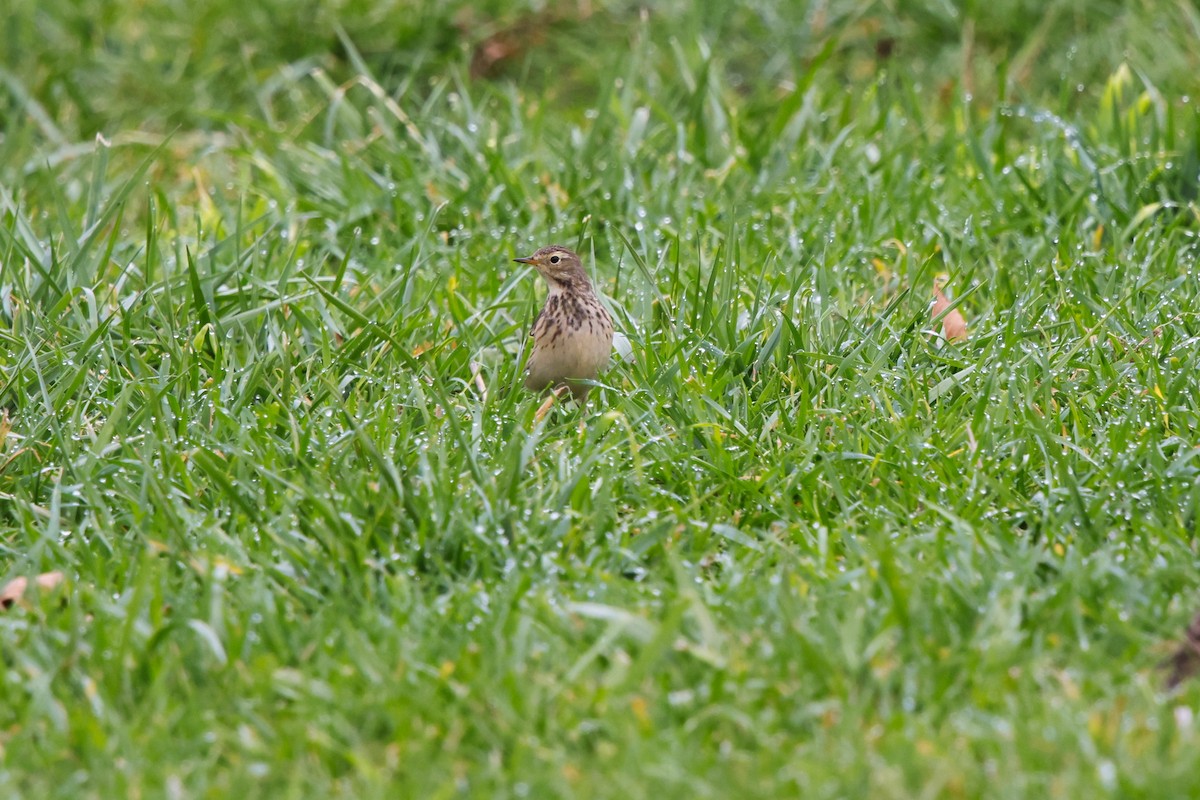 American Pipit - ML626712974