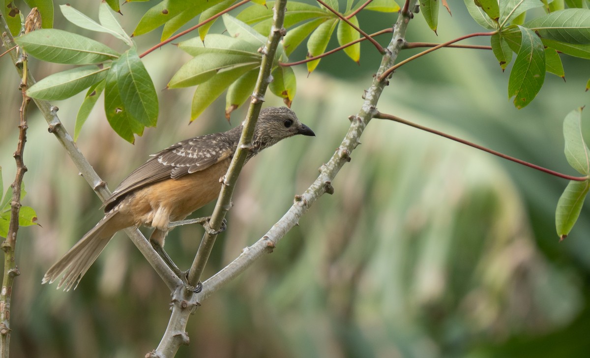 Fawn-breasted Bowerbird - ML626713029