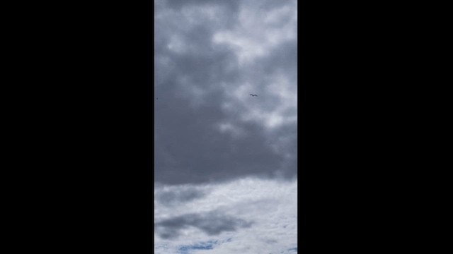 Magnificent Frigatebird - ML626713034