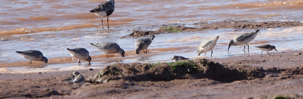 Red Knot - ML626713093