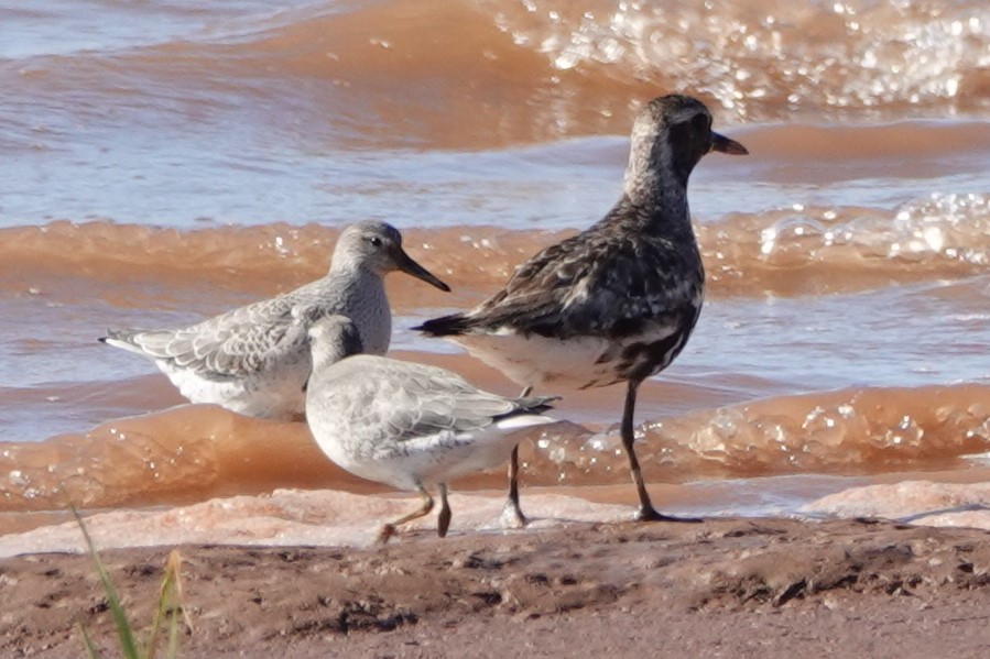 Red Knot - ML626713108