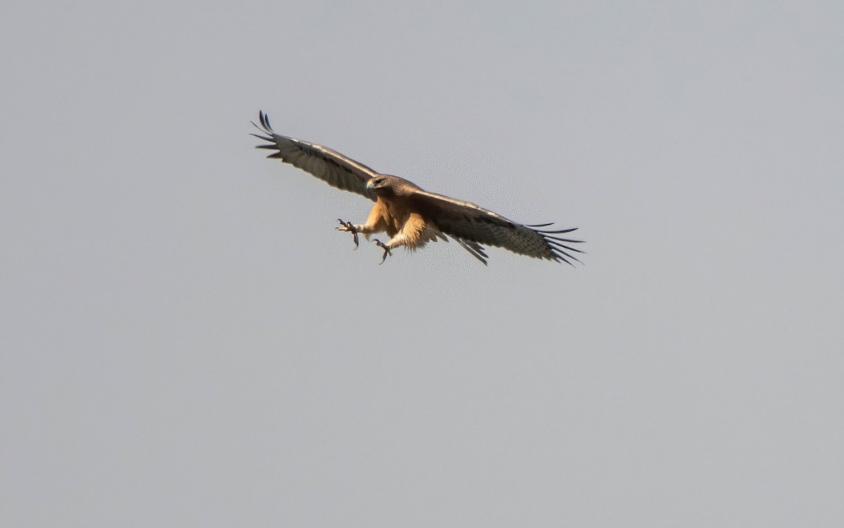 Bonelli arranoa - ML626713117