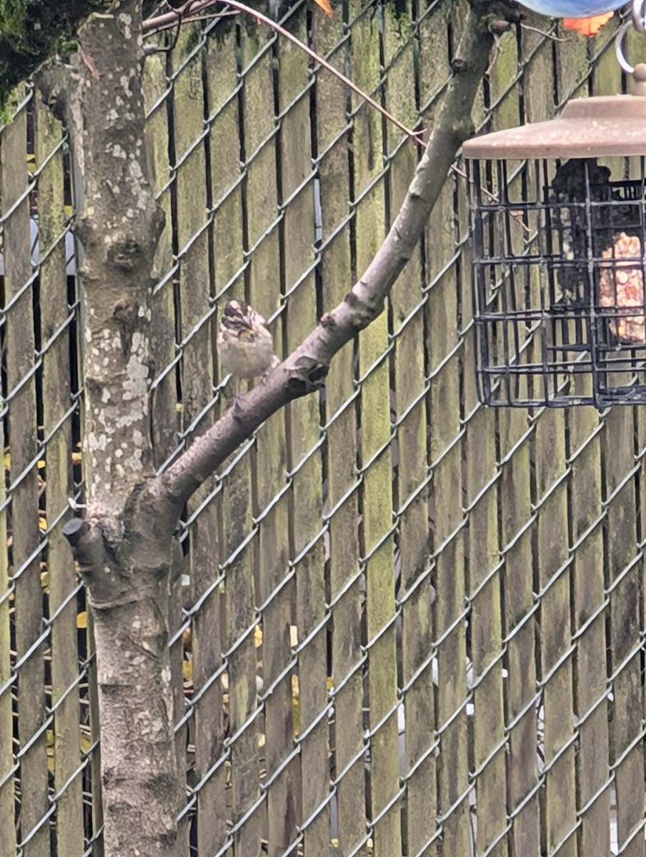 Rose-breasted Grosbeak - ML626713505