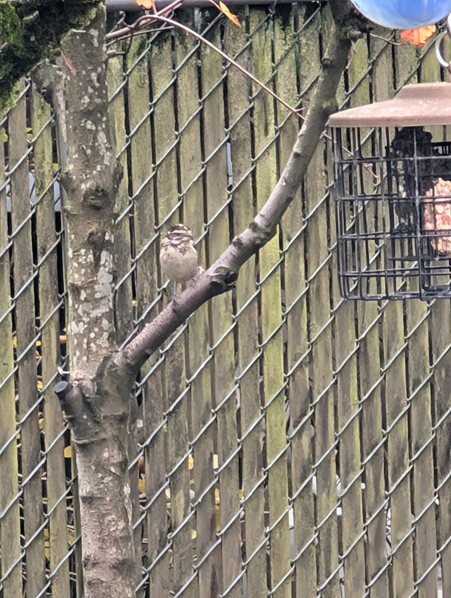 Rose-breasted Grosbeak - ML626713508