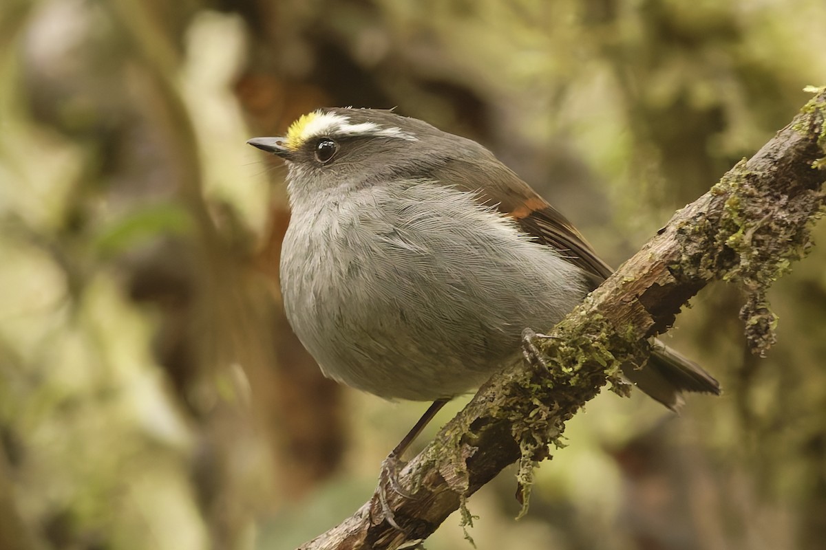 Crowned Chat-Tyrant - ML626713561