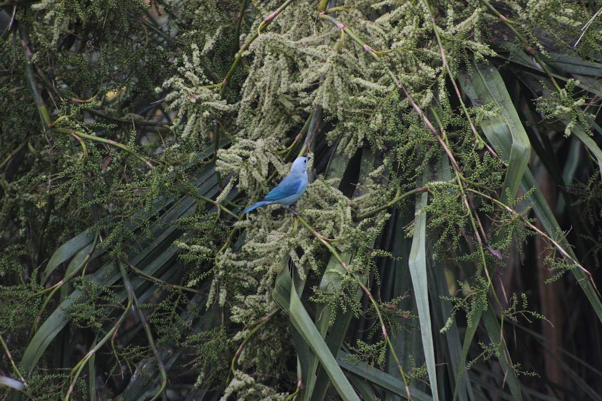 Blue-gray Tanager - ML626713715