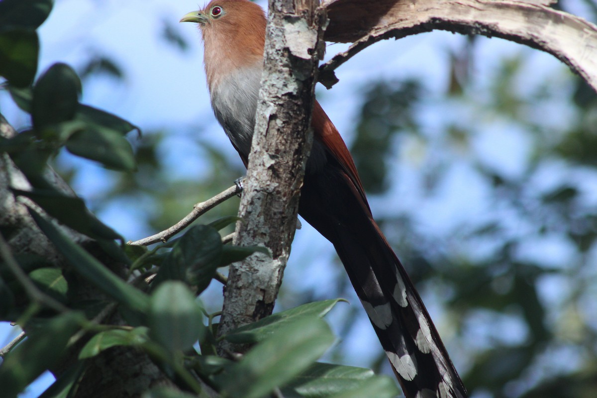 Squirrel Cuckoo - ML626713844
