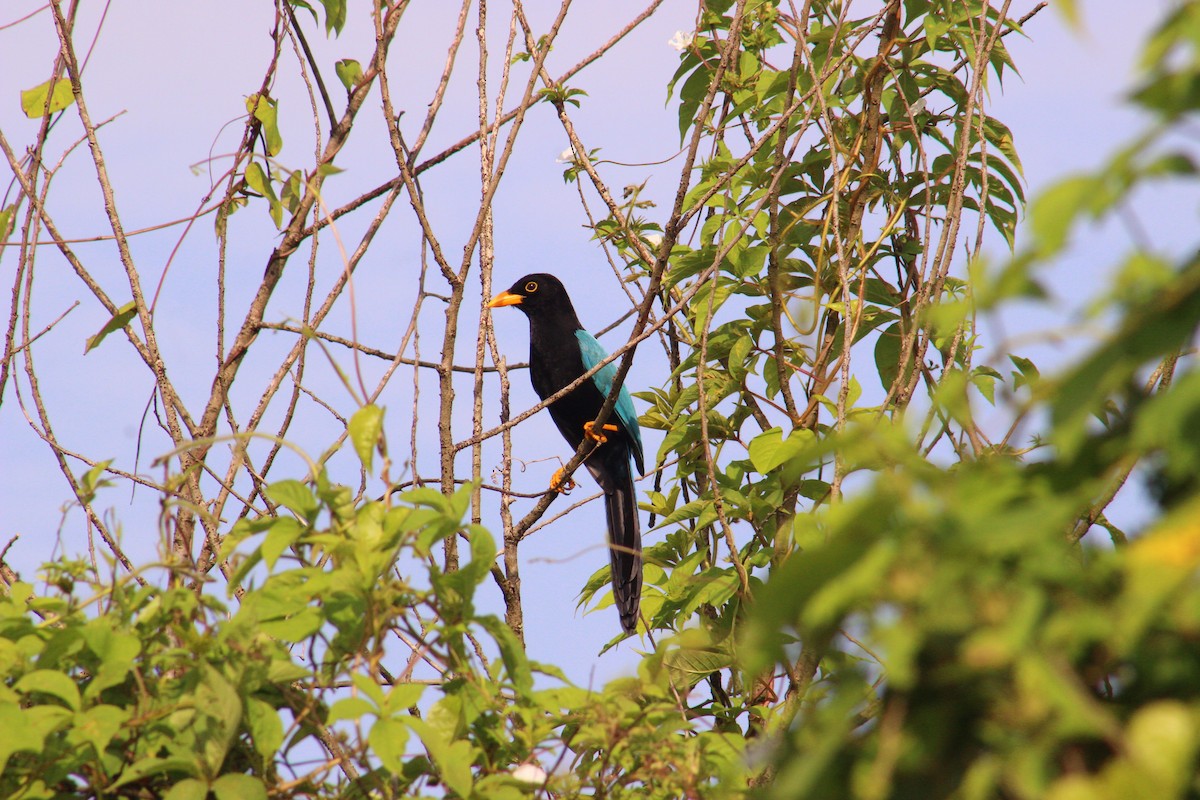 Yucatan Jay - ML626713934