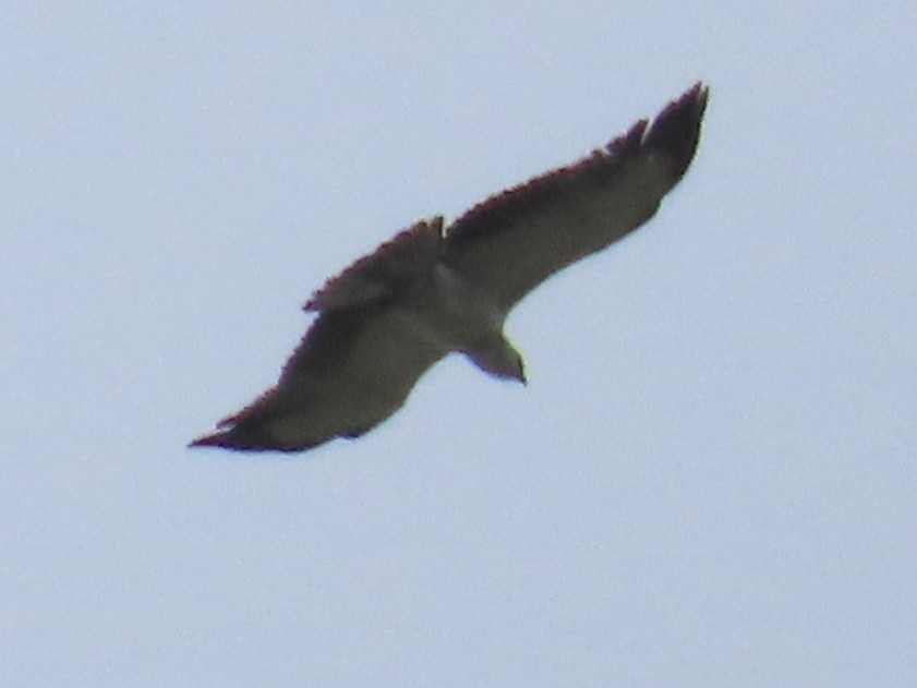 Martial Eagle - ML626714037