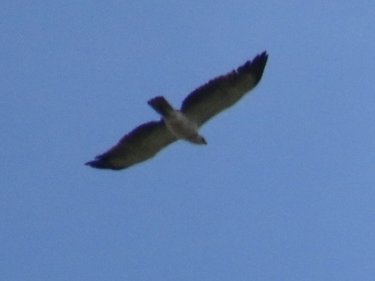 Martial Eagle - ML626714038