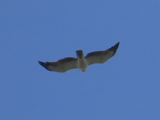 Martial Eagle - ML626714039