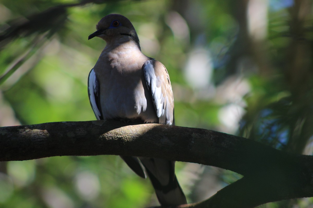 White-winged Dove - ML626714066