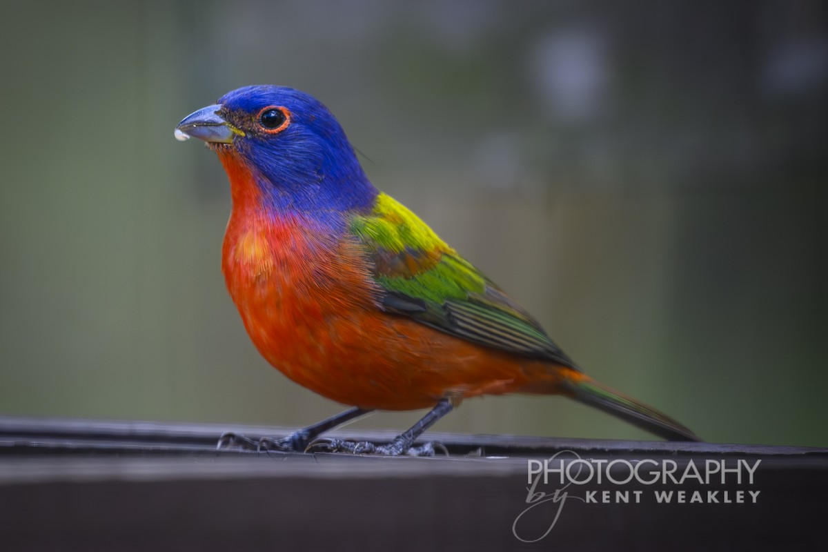 Painted Bunting - ML626714125