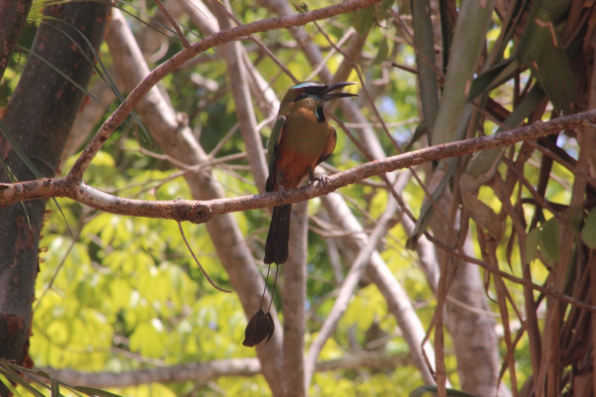 Turquoise-browed Motmot - ML626714149