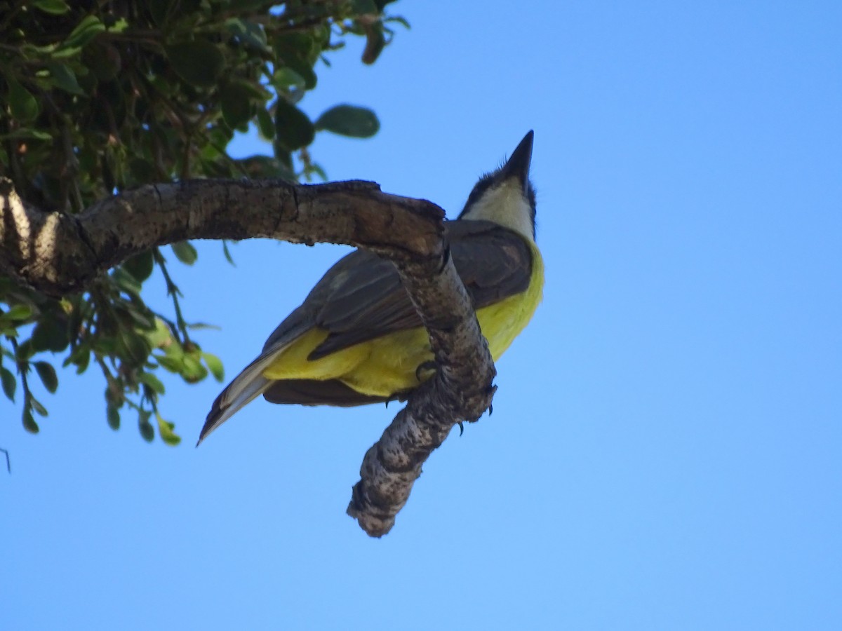 Great Kiskadee - ML626714150