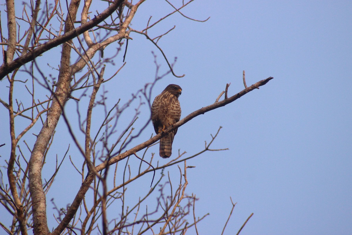 Roadside Hawk - ML626714180