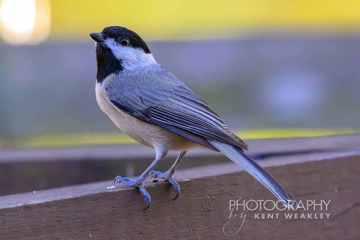 Carolina Chickadee - ML626714197