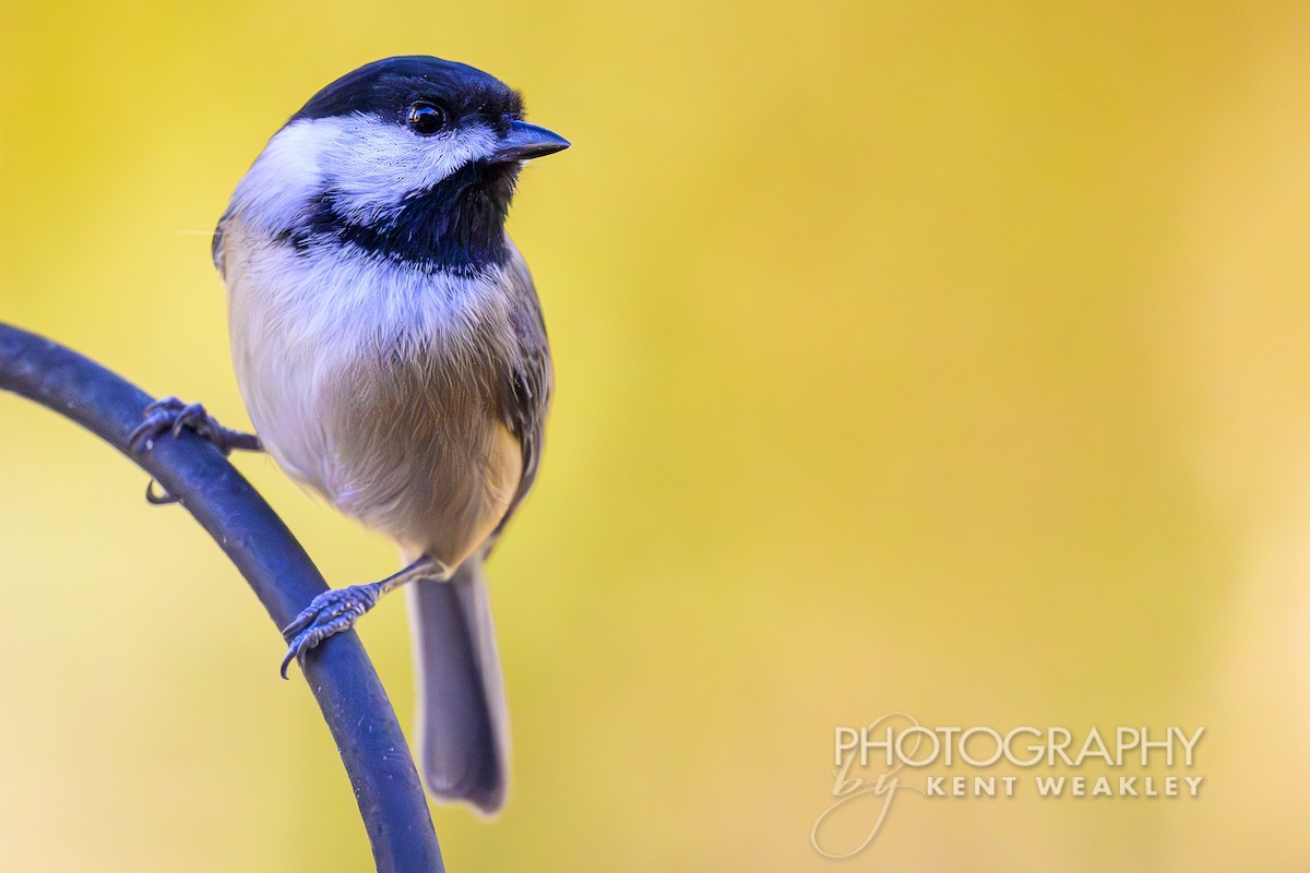 Carolina Chickadee - ML626714198