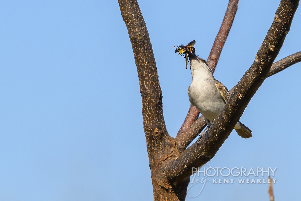 Gray Kingbird - ML626714211