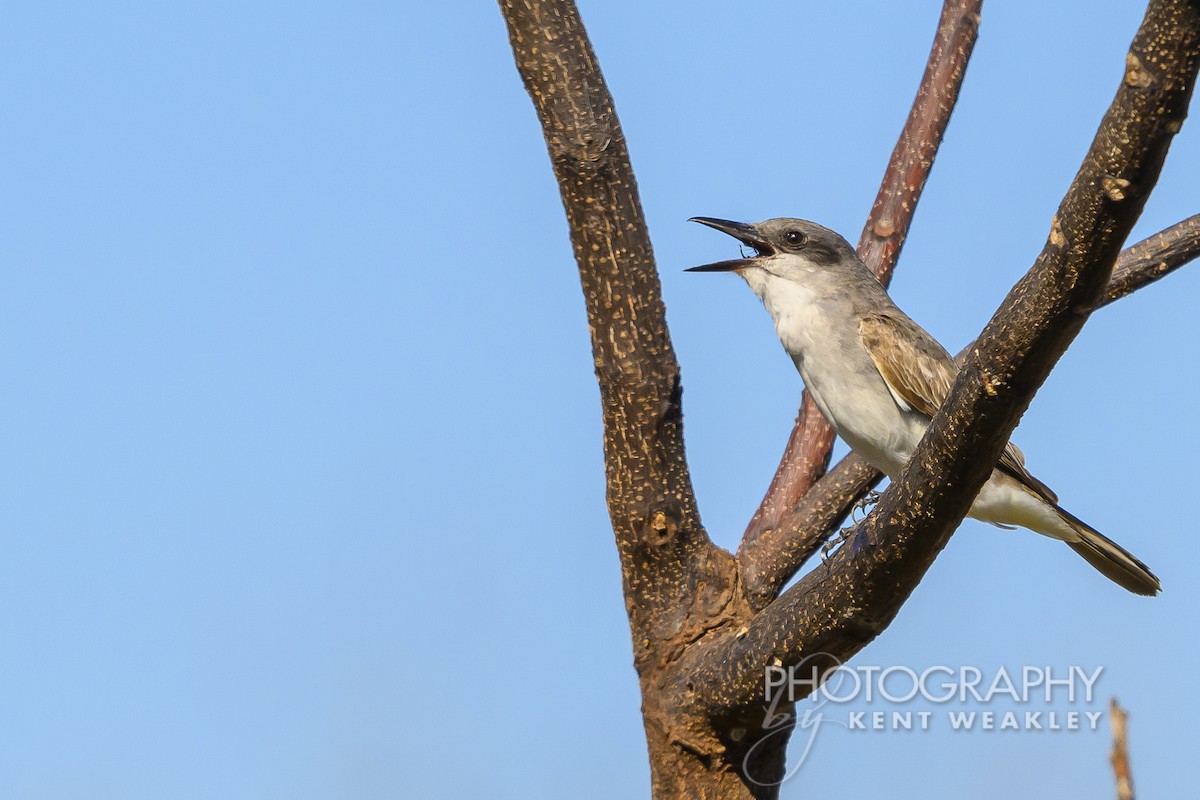 Gray Kingbird - ML626714212