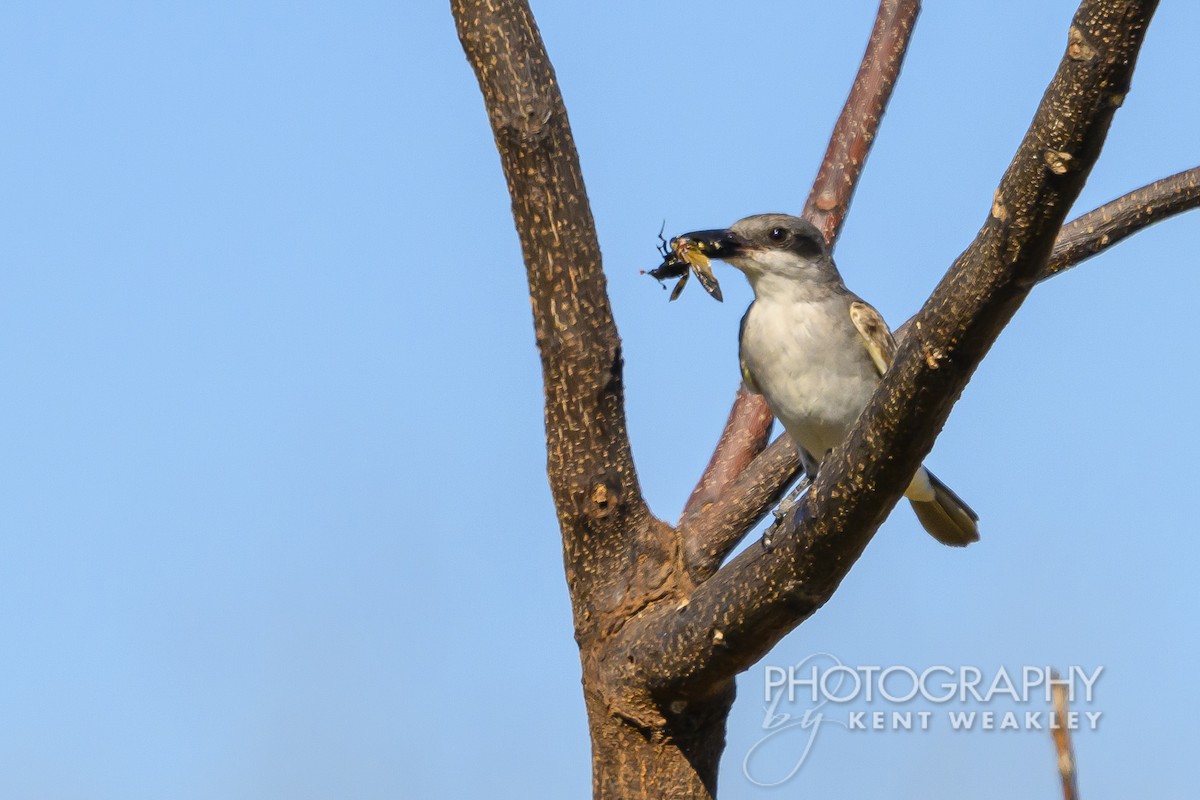 Gray Kingbird - ML626714213