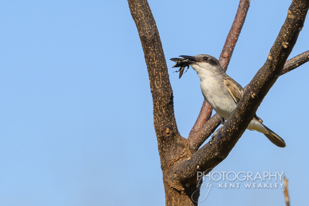 Gray Kingbird - ML626714214