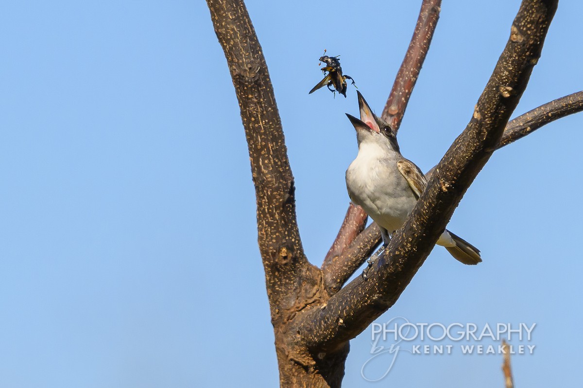 Gray Kingbird - ML626714215