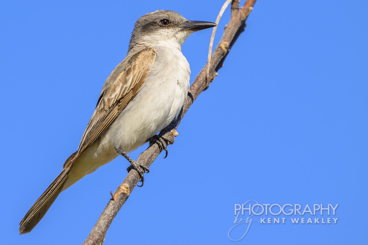 Gray Kingbird - ML626714225