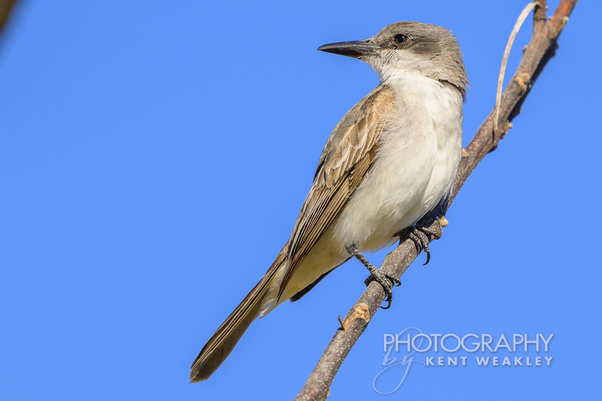 Gray Kingbird - ML626714226