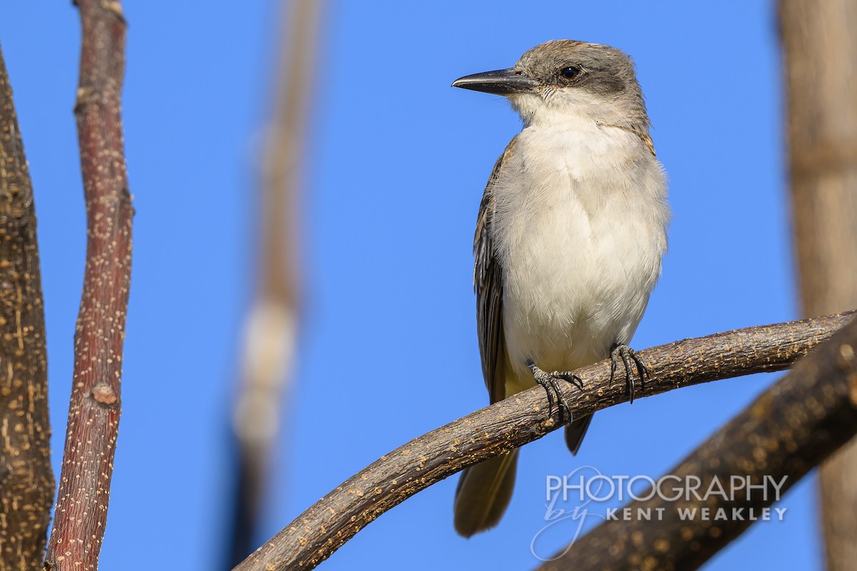 Gray Kingbird - ML626714227