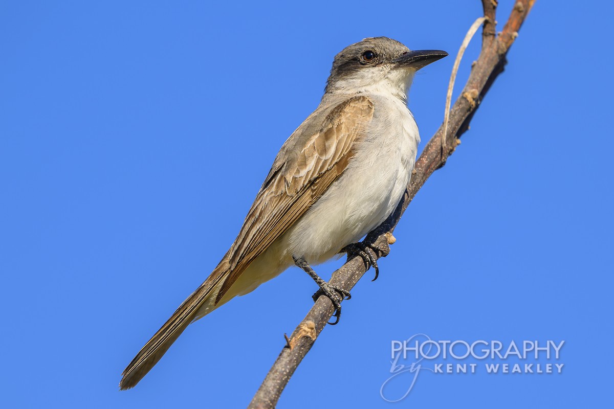 Gray Kingbird - ML626714228