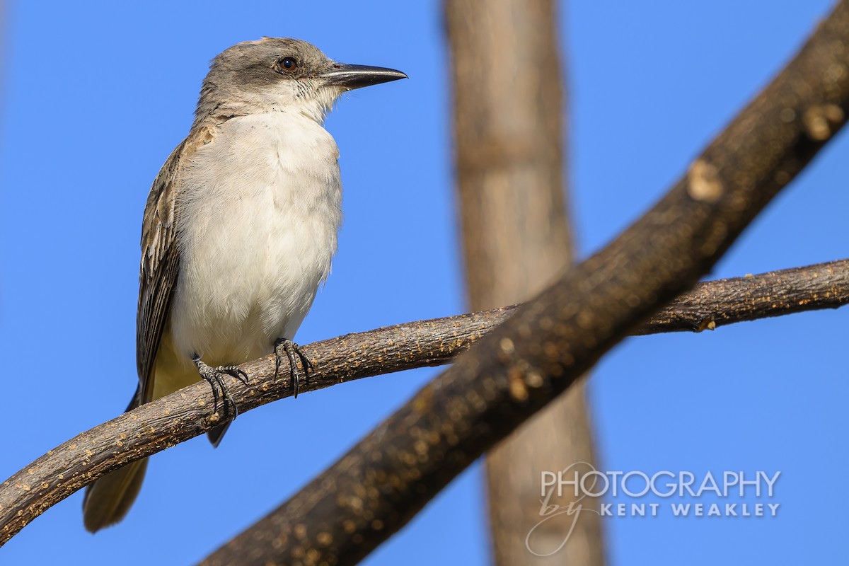 Gray Kingbird - ML626714229