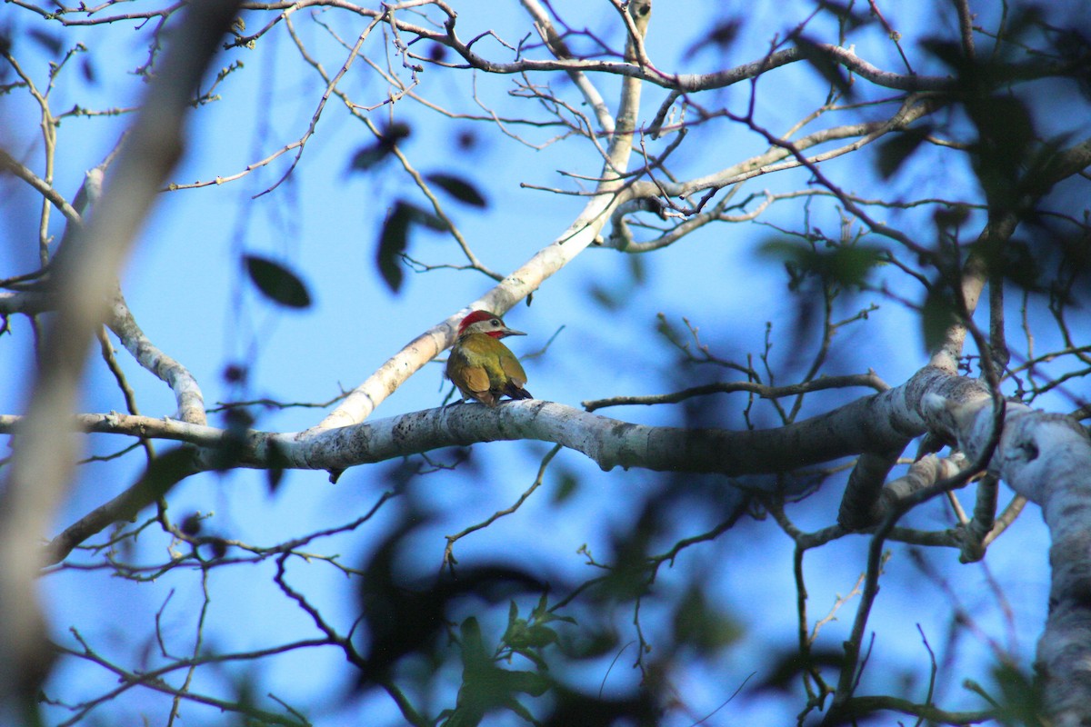 Golden-olive Woodpecker - ML626714256