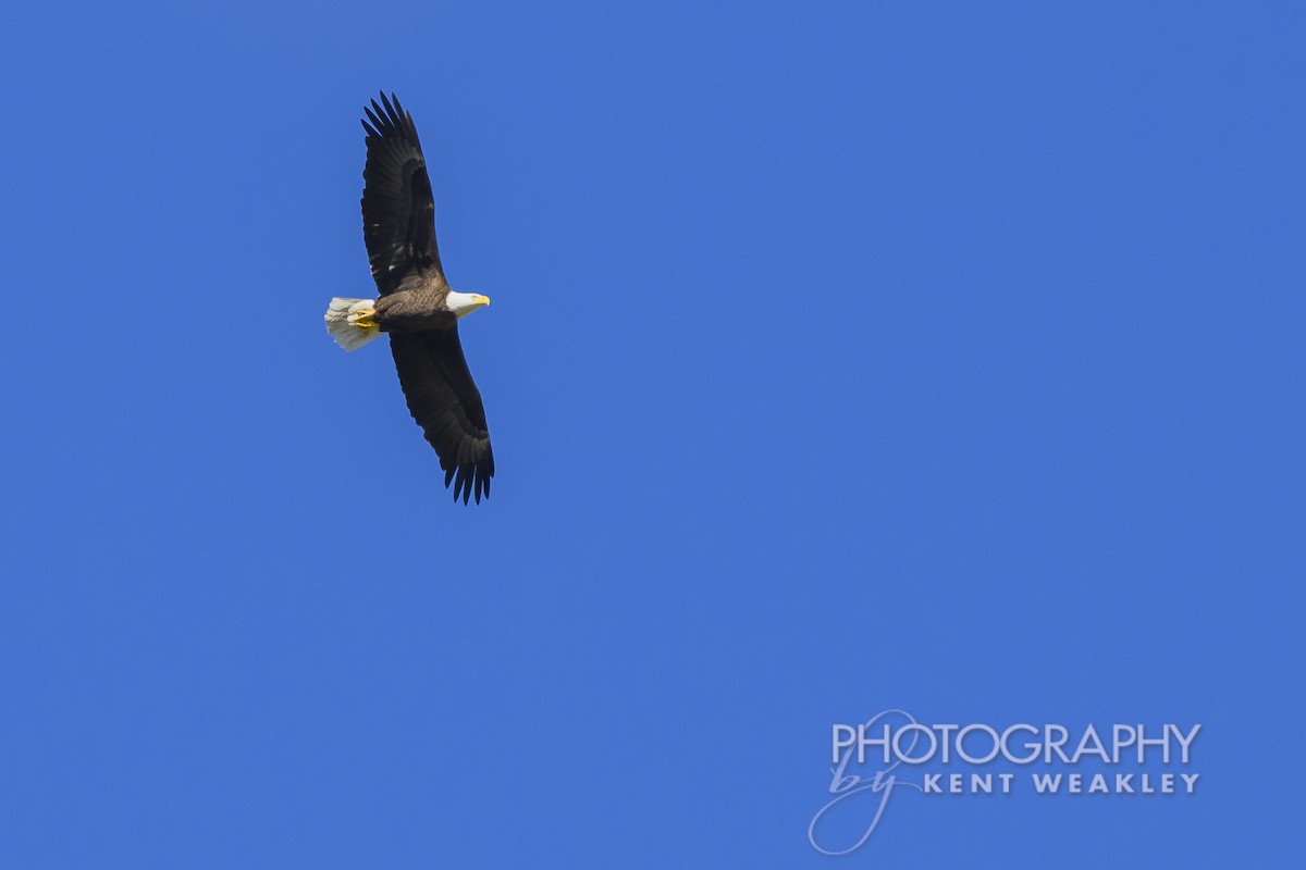 Bald Eagle - ML626714269