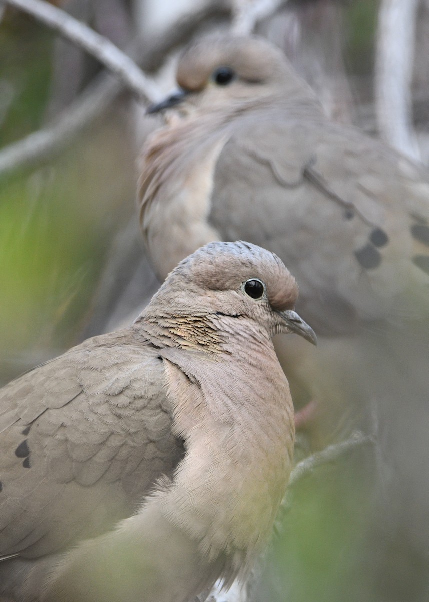 Eared Dove - ML626714271