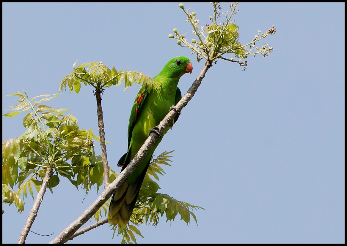 Olive-shouldered Parrot - ML626714347
